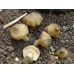 Мицелий Энтоломы садовой  (Entoloma clypeatum)